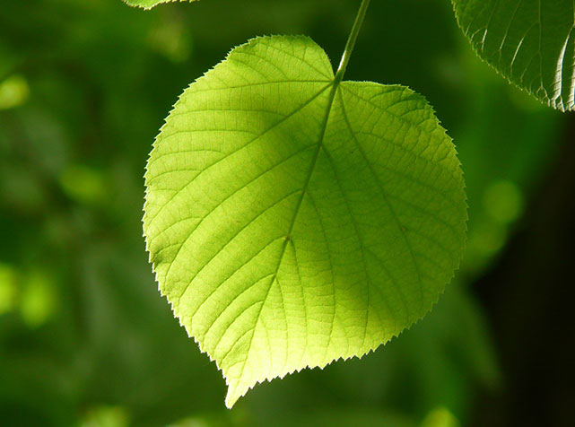 Leaf